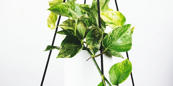 荷兰队加克波头球破门精彩瞬间